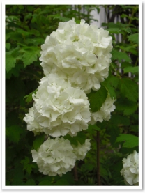 �����ǥޥ�