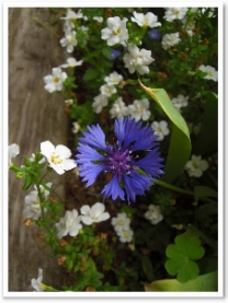 �䥰��ޥ���