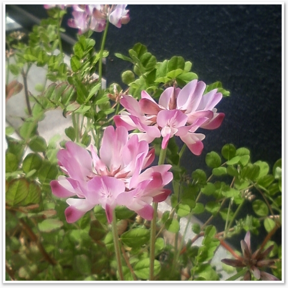 󥲡䴨դ֤򤿤ǿƤޤzzZ