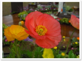 󥿡ʥʥ롡եǥ󥷥硼