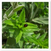 ƥȥॷưʤäΤǡҤʤܤääΤǤ礦