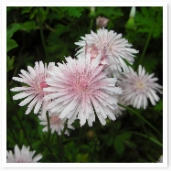 ⥤ݥݡǯɤޤ襤餷Ǥ͡