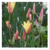 ϥޡȡȥԥ󥯤襤餷