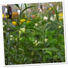 դ褬֤פȴݤޤäƤƤȤƤ⤫襤