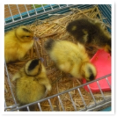 ̵ˡΤȤιãäOKǤפƤޤʤΤǼޤ