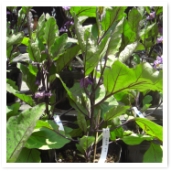 ʥ⤦¤礭ʤäƿ٤Ǥ