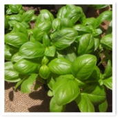 Х롣ǤĹ餿ϤǤޤȥޥȤǤ͡