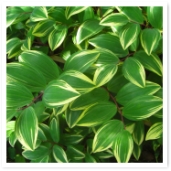 ä¿Фäʥ륳դȤƤǤ