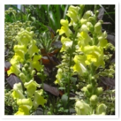 󥮥祽ҤҤ餷ȿ襤Ǥ͡