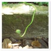 ҤҤȿӤݥԡΤĤܤߡۤȤõƤΤǤ礦