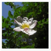 ԥ󥯤Υ󥷥祦Х顣դ󥷥祦˻Ƥޤ