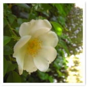 ʥ˥磻Х顣񤫤ȤξͤäȸƤ뤽