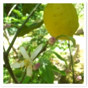 Ωɤʼ¤Ĥ󡣰Ƥϥ祦ˤա