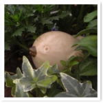 ë६ǥ˥󥰥硼2011ۤΤؤ