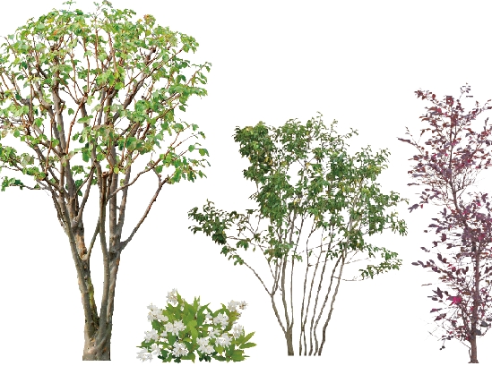 フォト樹木 フォト樹木