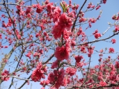 昨年の桃です 昨年の桃です