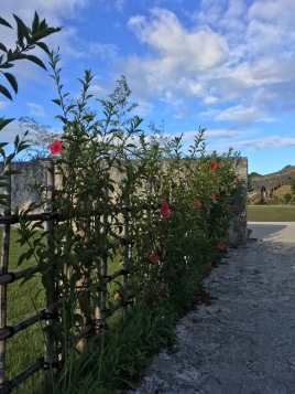 ハイビスカス生垣 ハイビスカス生垣