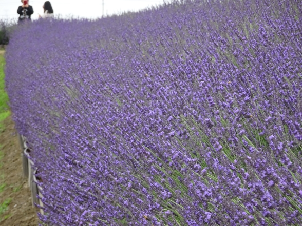 ラベンダー ラベンダー