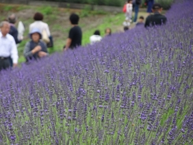 ラベンターと人 ラベンターと人