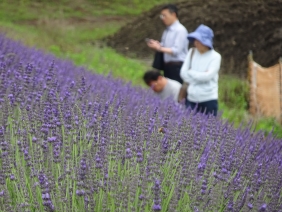 ラベンターと人 ラベンターと人