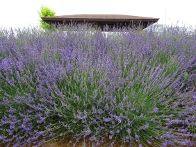 ラベンターと東屋 ラベンターと東屋