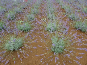 ラベンター ラベンター