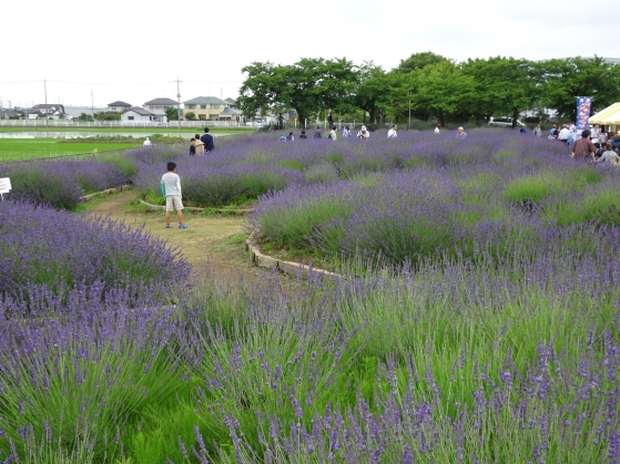 ラベンター ラベンター