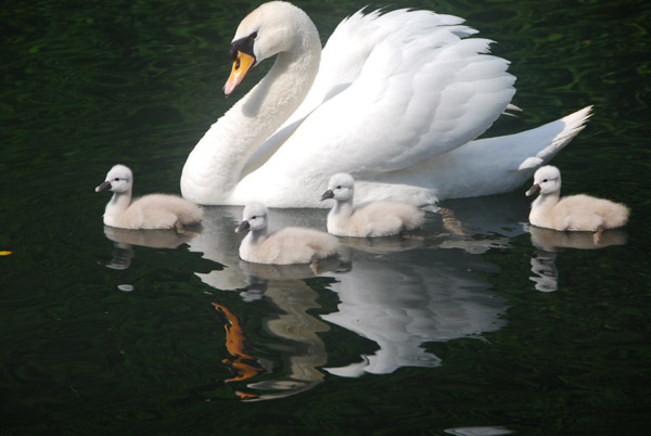 %A1%CC%B3%C8%C2%E7%BF%DE%A1%CD