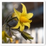 popup_600_600_ON popup_600_600_ON