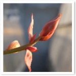 popup_600_600_ON popup_600_600_ON