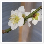 popup_620_465_ON popup_620_465_ON