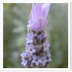 popup_600_800_ON popup_600_800_ON