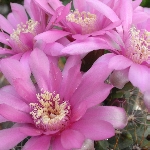 popup_600_600_ON popup_600_600_ON