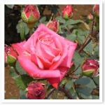 popup_600_600_ON popup_600_600_ON