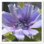 popup_600_600_ON popup_600_600_ON