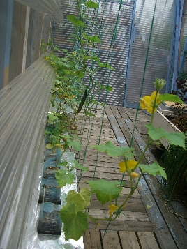 popup_600_800_ON popup_600_800_ON