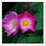 popup_800_536_ON popup_800_536_ON