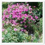 popup_800_536_ON popup_800_536_ON