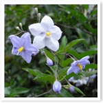 popup_600_600_ON popup_600_600_ON