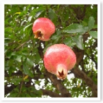 popup_600_600_ON popup_600_600_ON