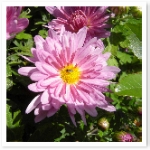 popup_600_600_ON popup_600_600_ON