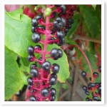 ScreenShotImage.bmp ScreenShotImage.bmp