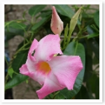 ScreenShotImage.bmp ScreenShotImage.bmp