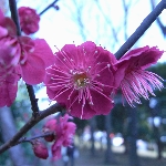 ClipboardImage ClipboardImage