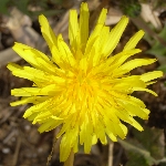 ClipboardImage ClipboardImage