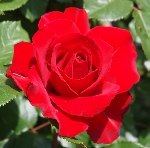 NiwaNaviImage NiwaNaviImage