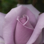 R0020222-2 R0020222-2