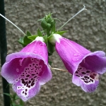 NiwaNaviImage NiwaNaviImage