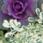 NiwaNaviImage NiwaNaviImage