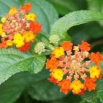 NiwaNaviImage NiwaNaviImage